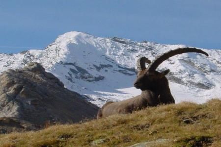 Parcul National Gran Paradiso, Italia